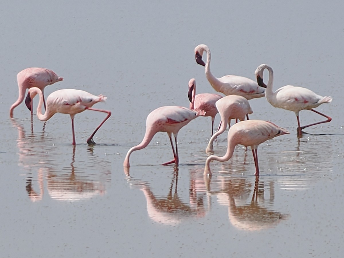 Lesser Flamingo - ML652381740