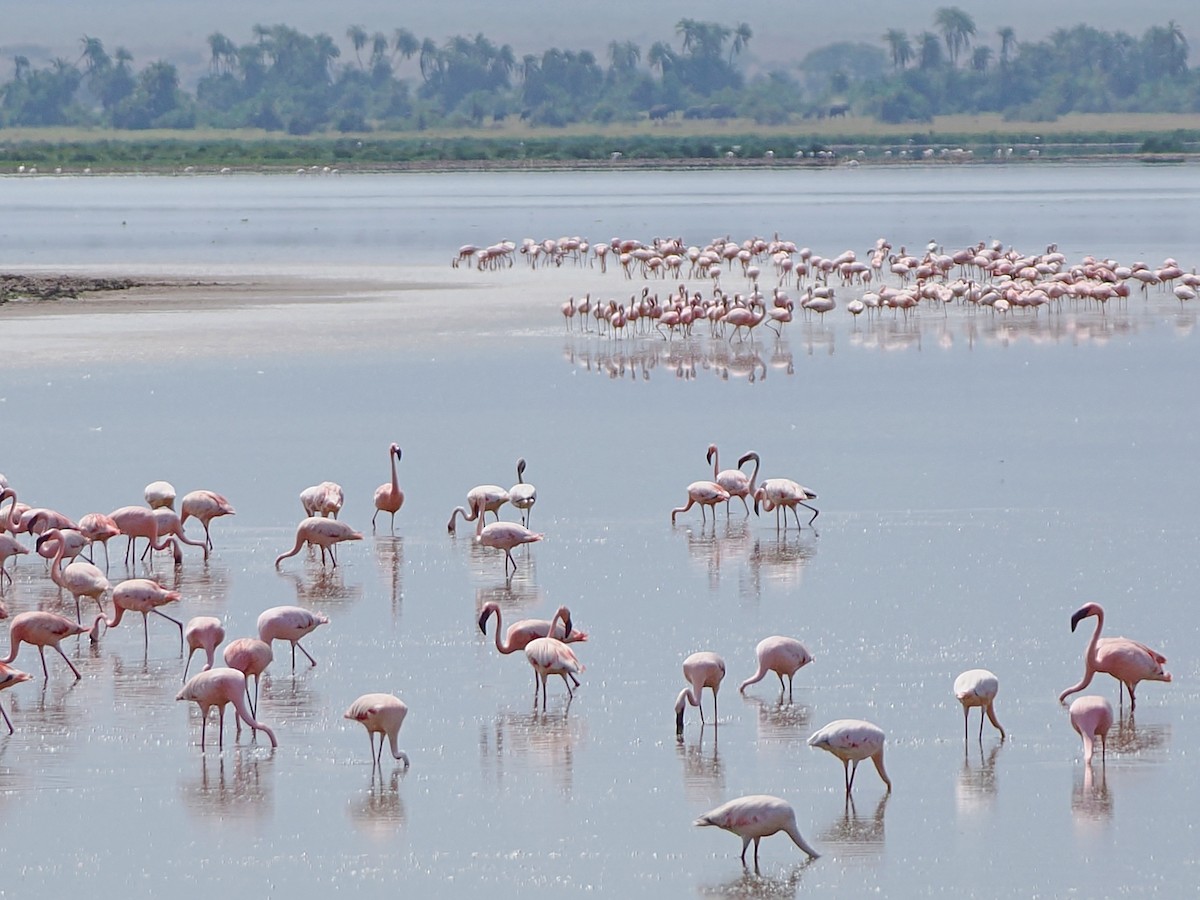 Lesser Flamingo - ML652381741