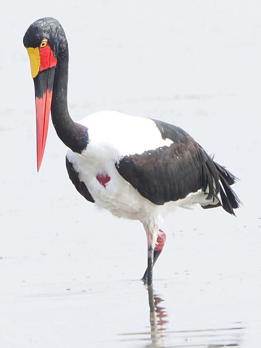 クラハシコウ - ML652381850