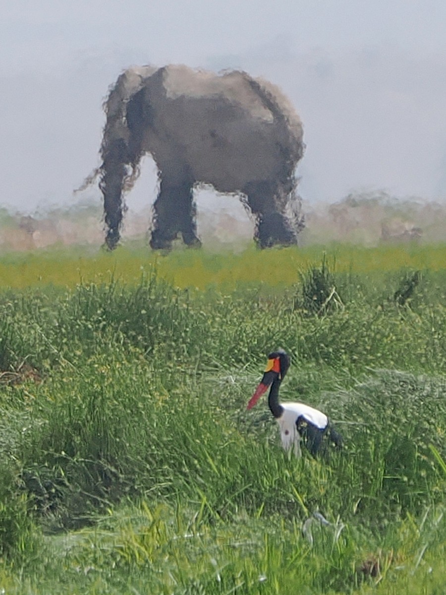 クラハシコウ - ML652381851