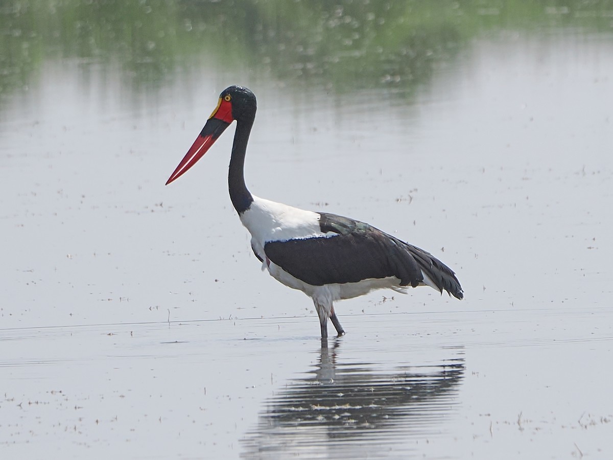 クラハシコウ - ML652381852