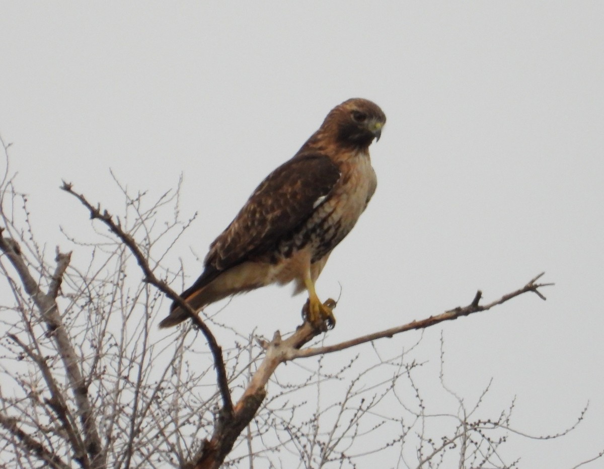 Red-tailed Hawk (abieticola) - ML652382170
