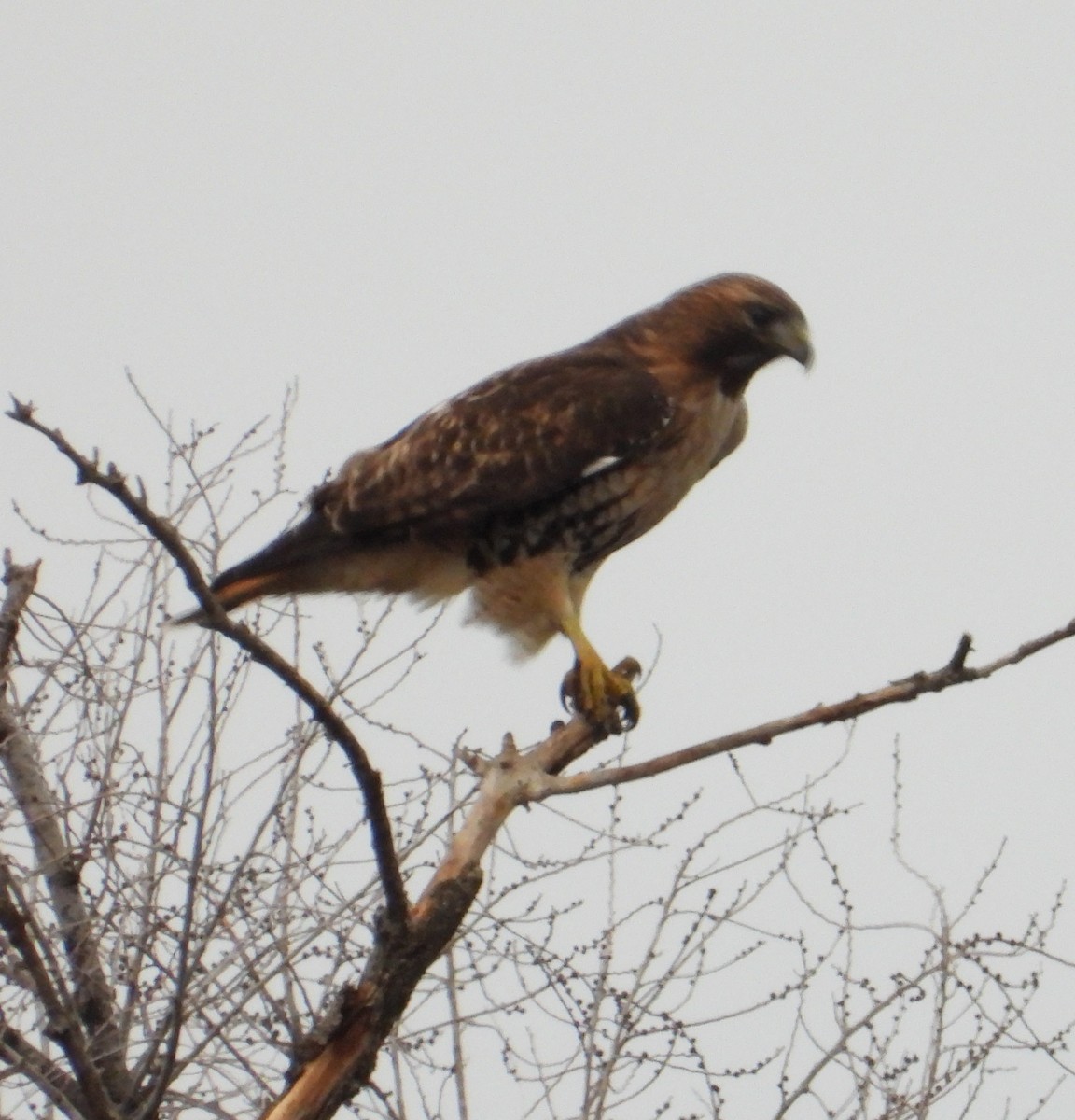 Red-tailed Hawk (abieticola) - ML652382267