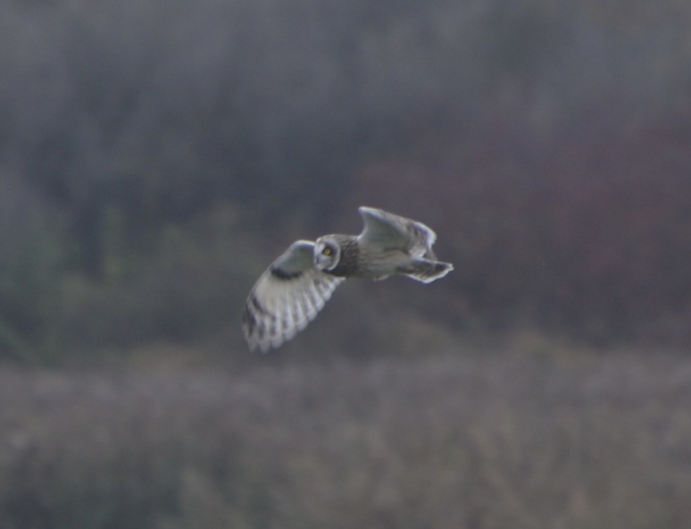 Short-eared Owl - ML652382358