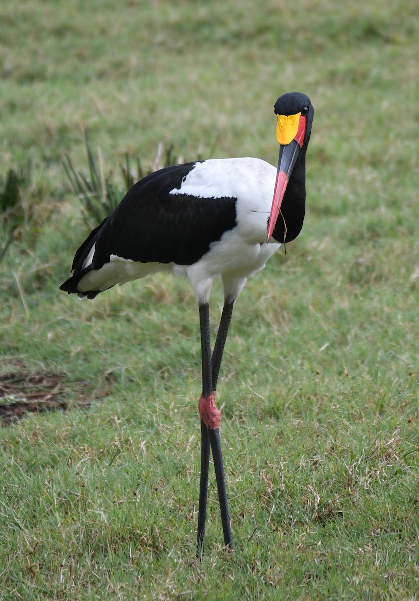 クラハシコウ - ML652382579