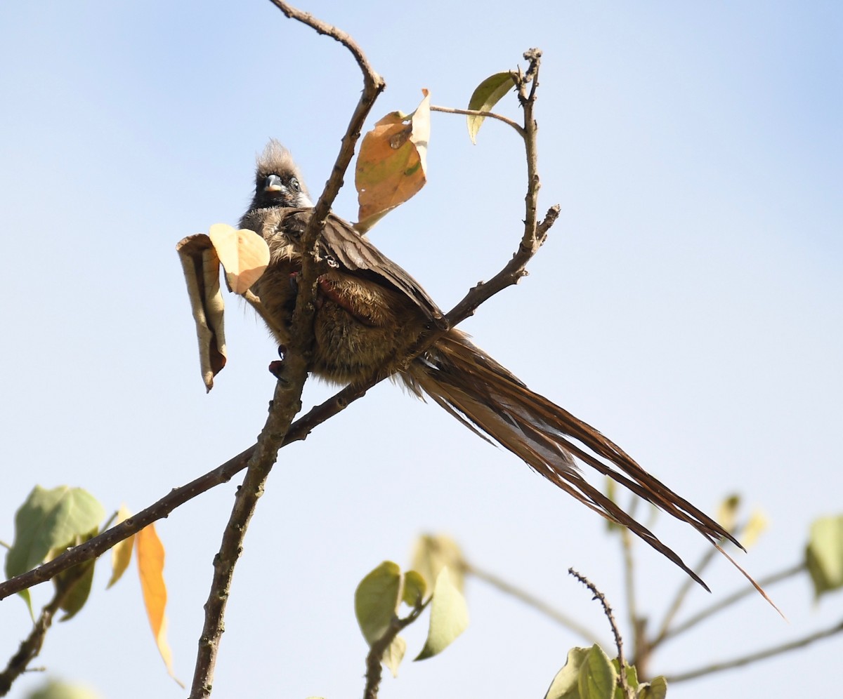 Speckled Mousebird - ML652382604