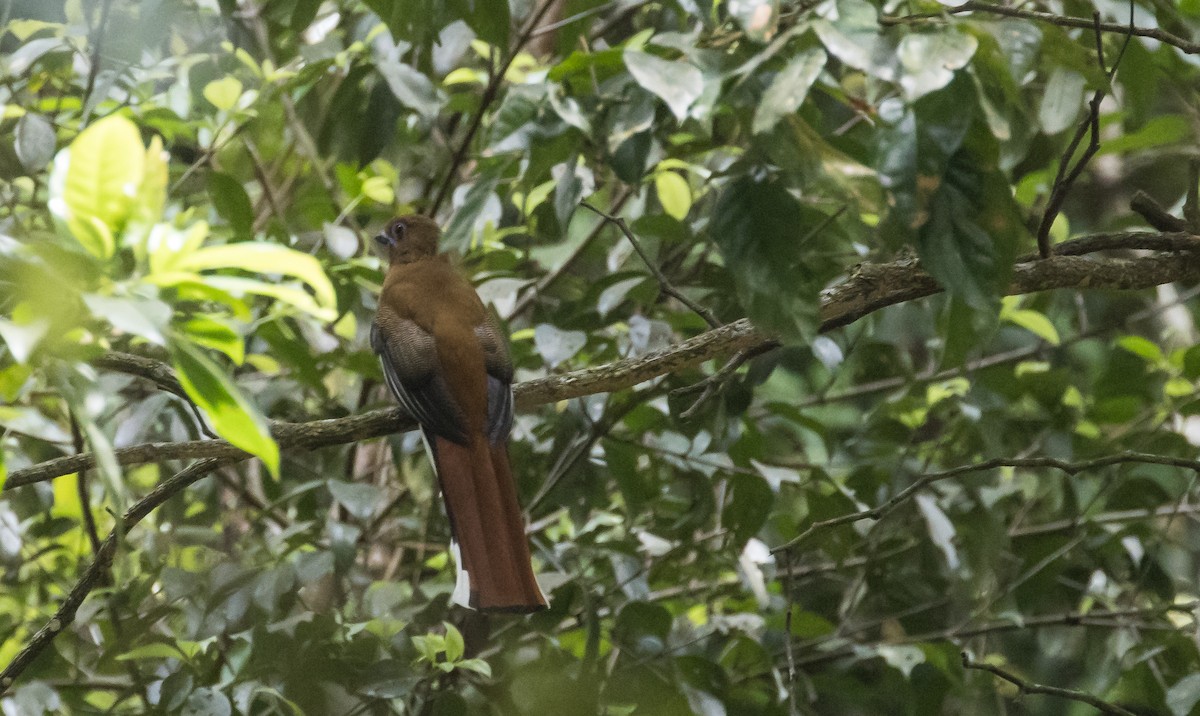 Red-headed Trogon - ML652382718