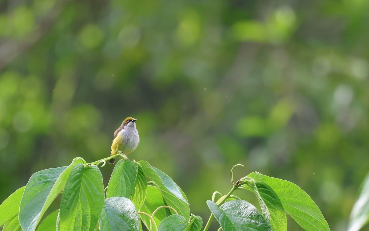 Olive-capped Flowerpecker - ML652382742