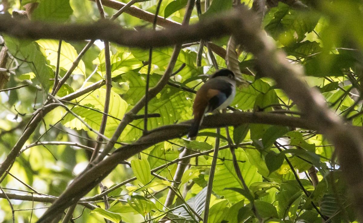 Silver-breasted Broadbill - ML652382746
