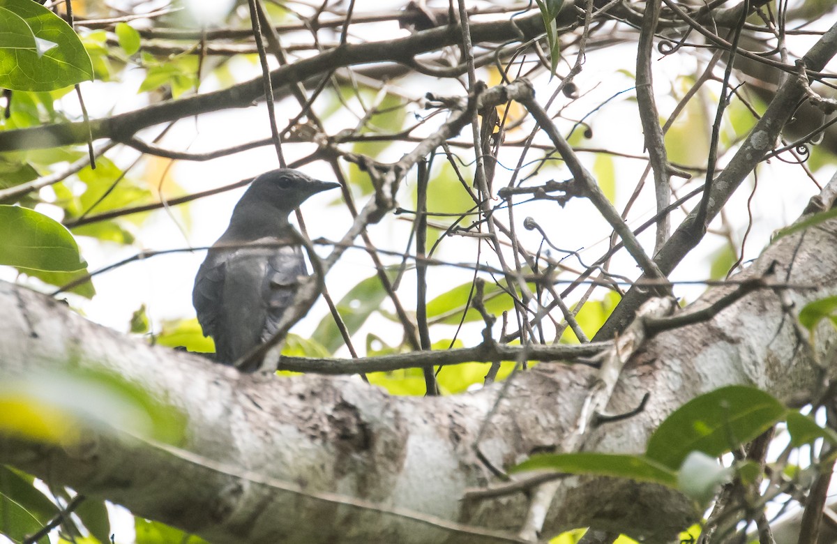 Black-winged Cuckooshrike - ML652382765