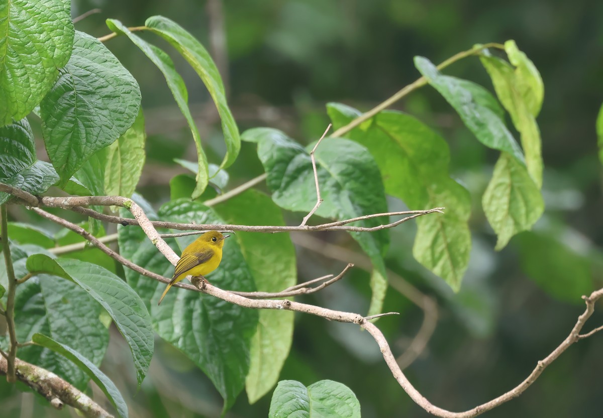 Citrine Canary-Flycatcher - ML652382778