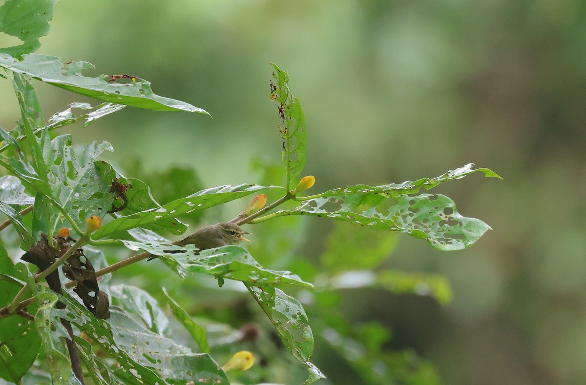 Negros Leaf Warbler - ML652382789