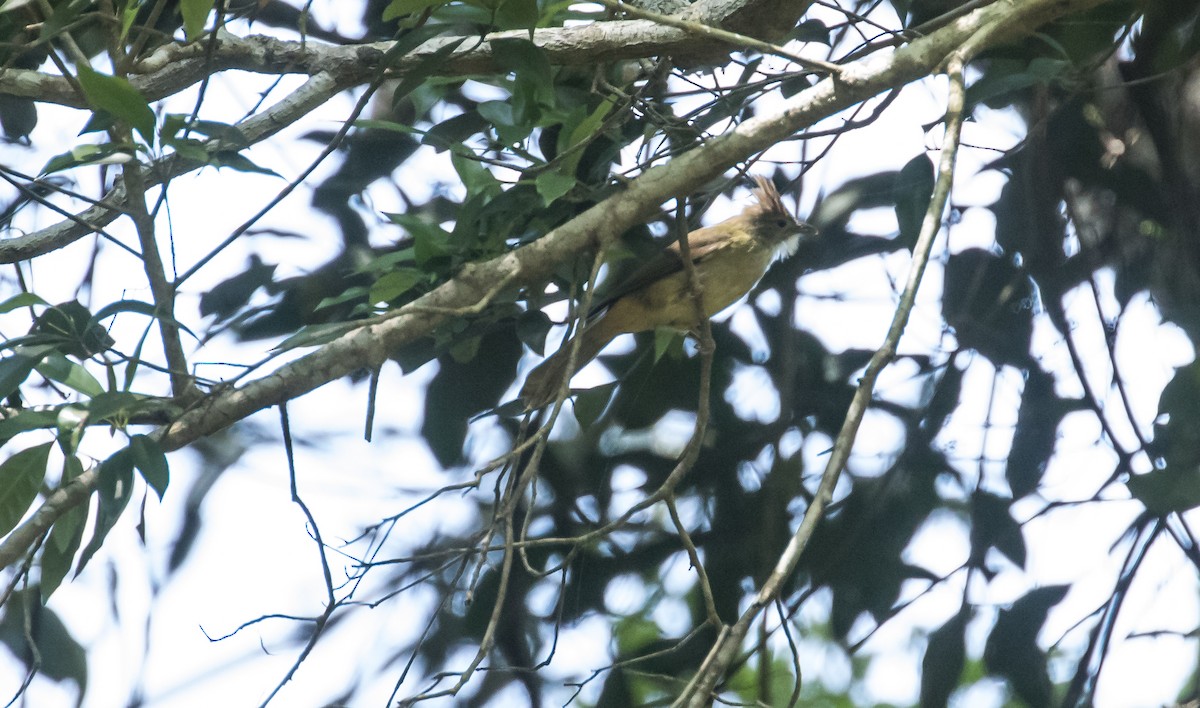 Ochraceous Bulbul - ML652382800