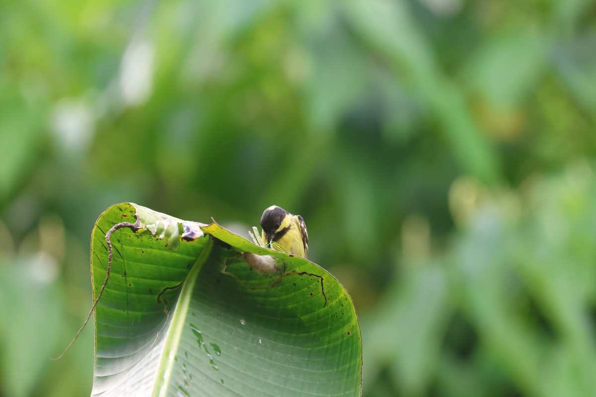 Elegant Tit - ML652382808
