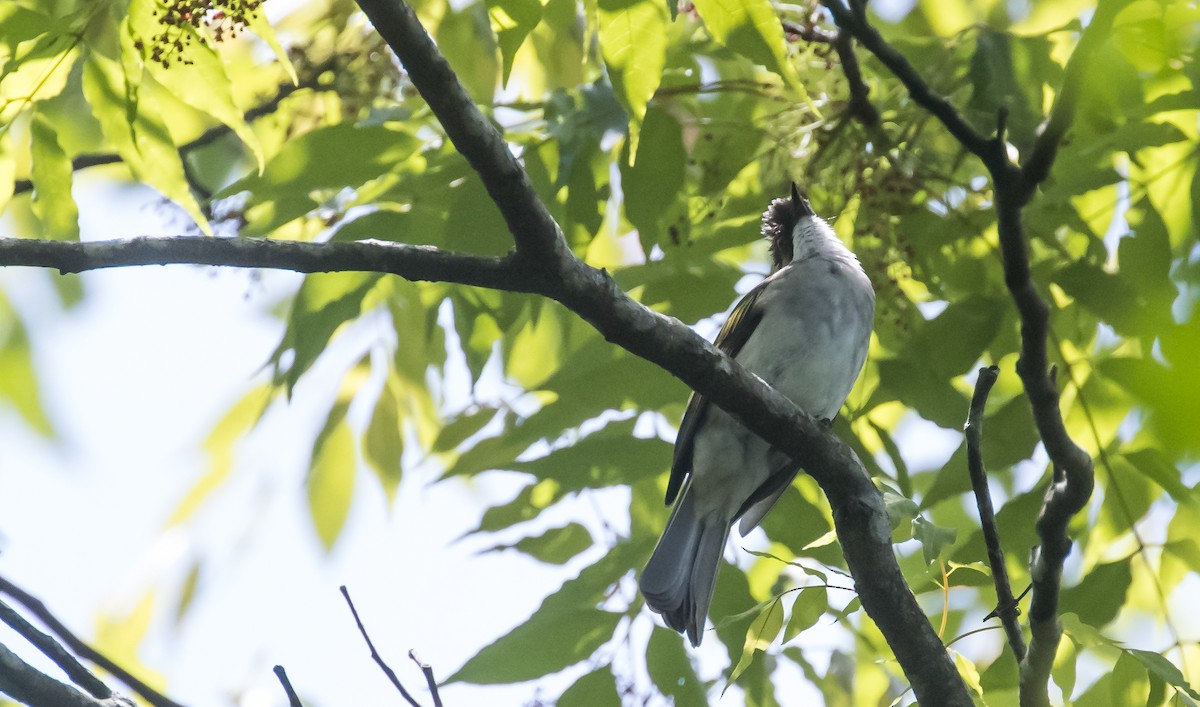 Ashy Bulbul - ML652382810