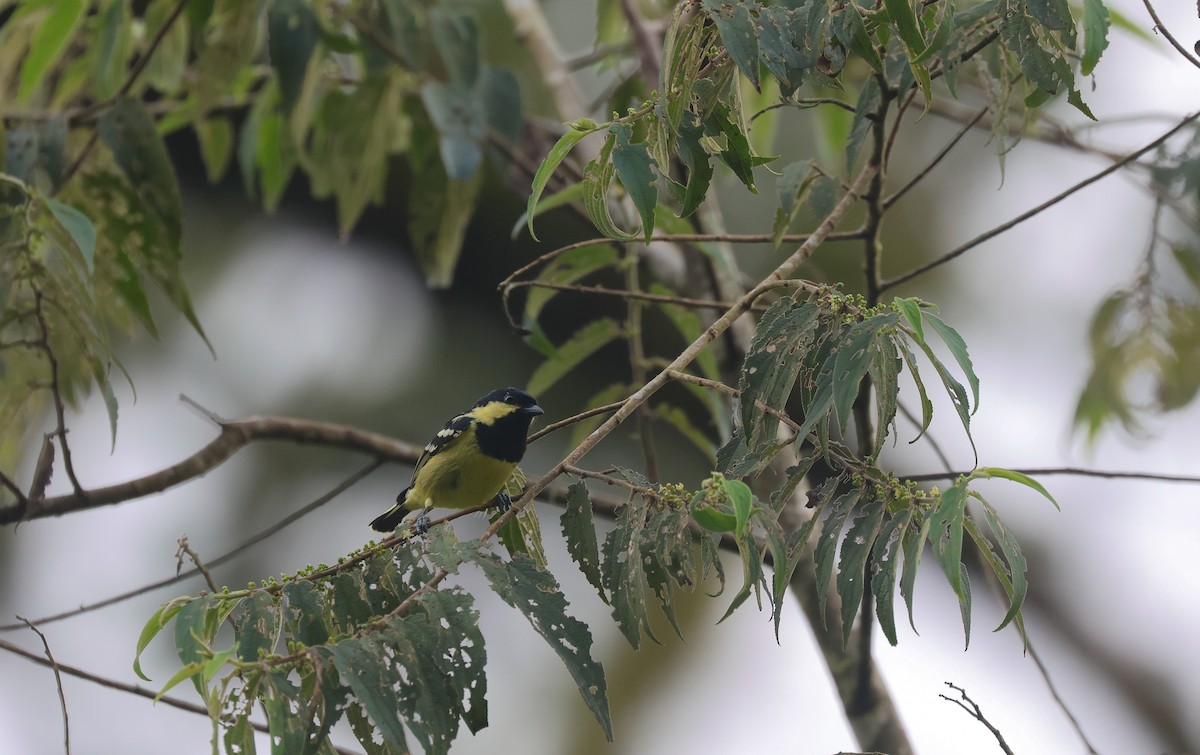 Elegant Tit - ML652382829