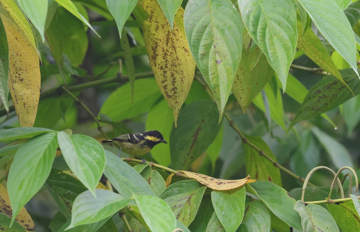 Elegant Tit - ML652382830