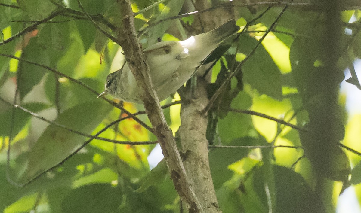 Kloss's Leaf Warbler - ML652382831