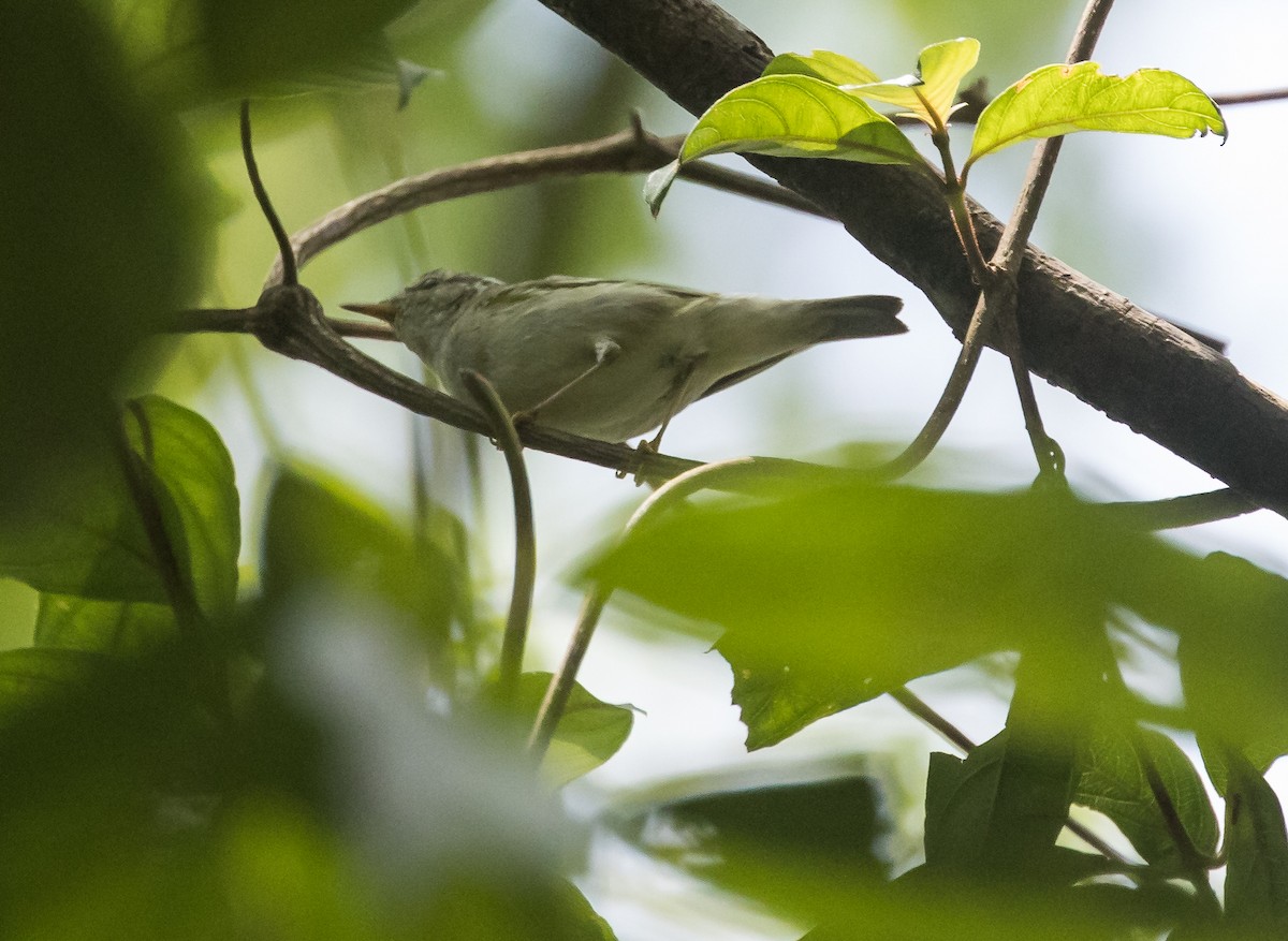 Kloss's Leaf Warbler - ML652382832
