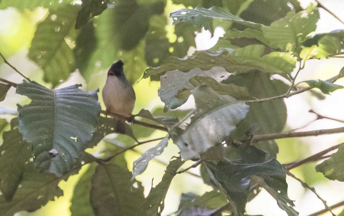 Black-chinned Yuhina - ML652382850