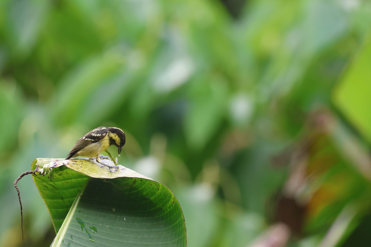 Elegant Tit - ML652382851