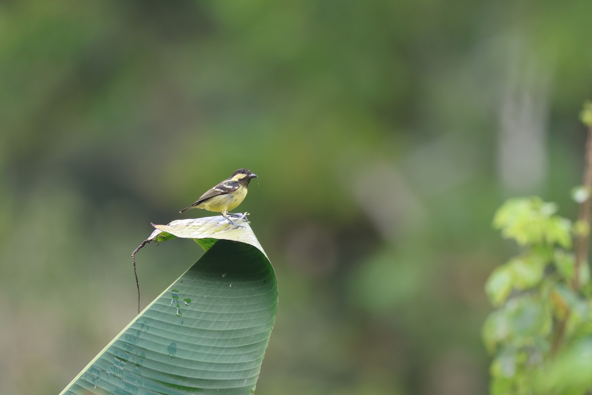 Elegant Tit - ML652382869