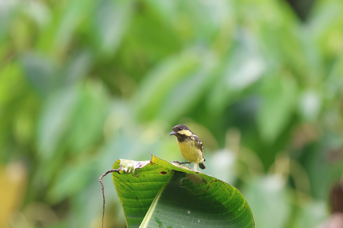 Elegant Tit - ML652382884