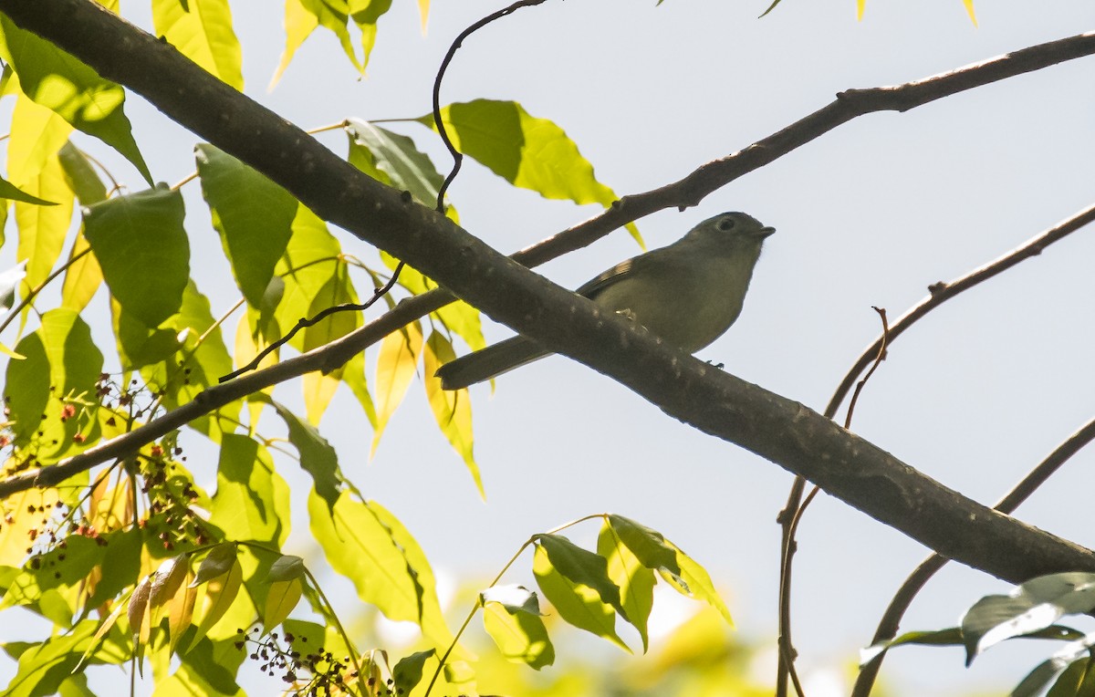 Mountain Fulvetta - ML652382893