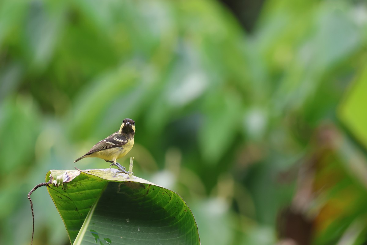 Elegant Tit - ML652382905