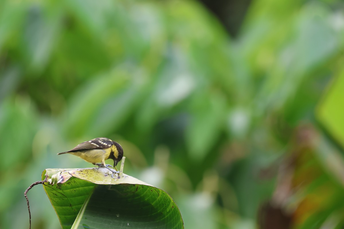 Elegant Tit - ML652382941