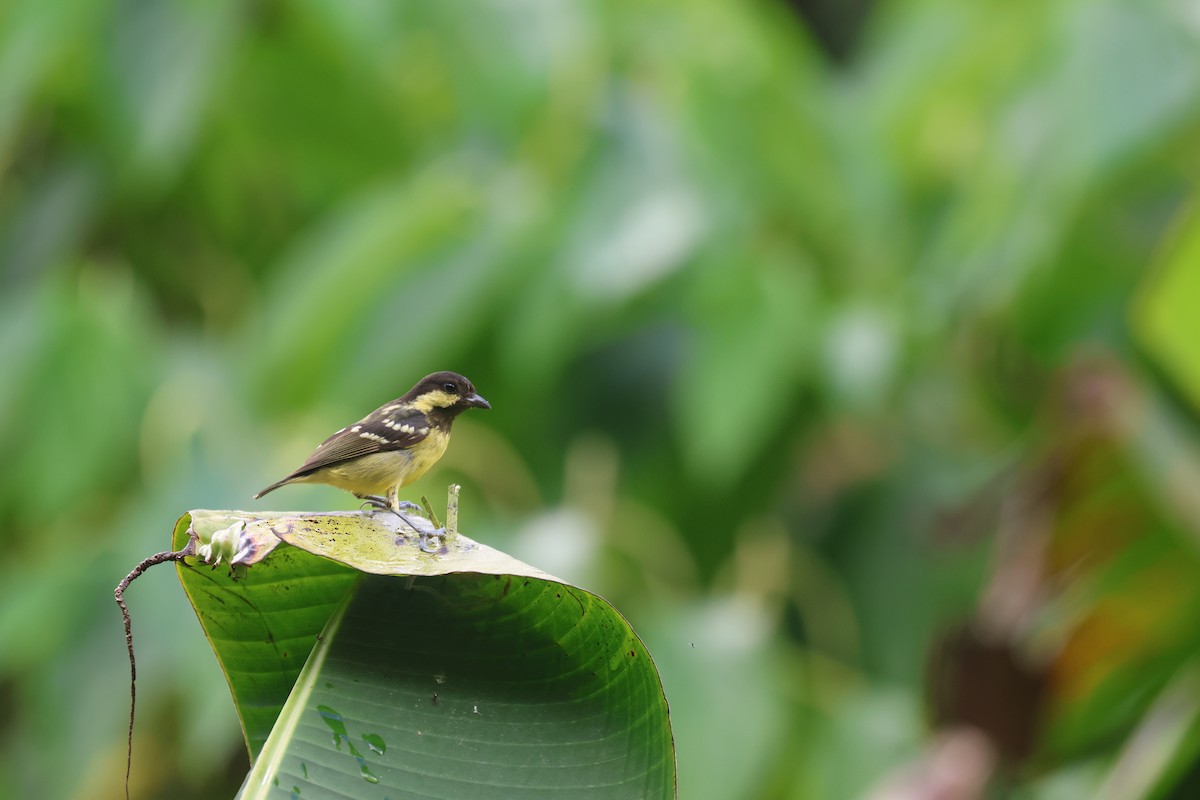 Elegant Tit - ML652382959