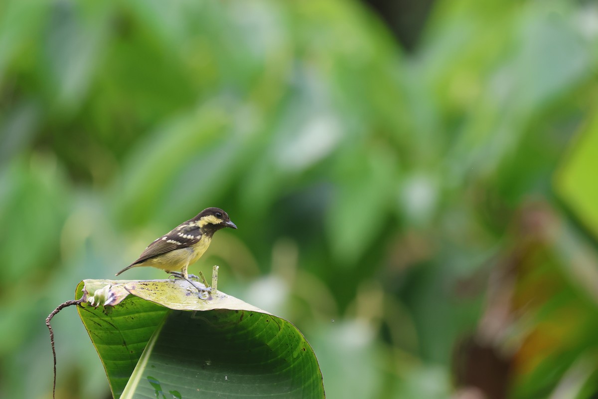Elegant Tit - ML652382978