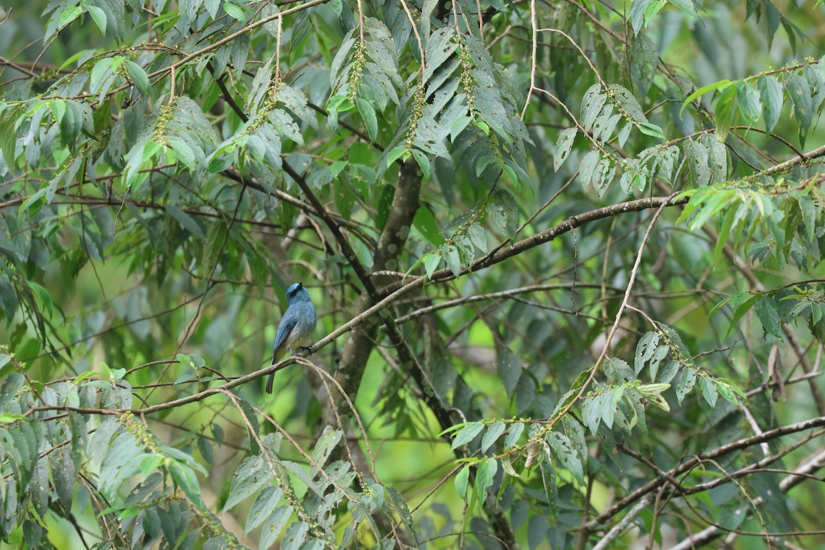 Turquoise Flycatcher - ML652383021