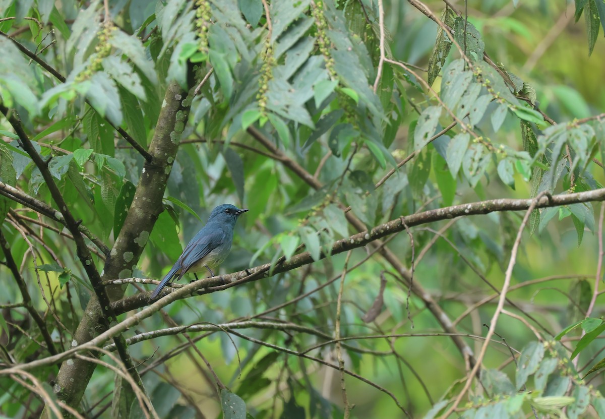 Turquoise Flycatcher - ML652383027