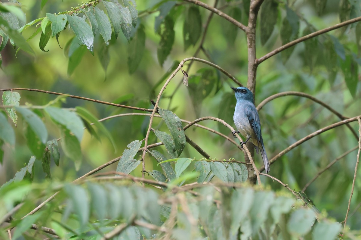 Turquoise Flycatcher - ML652383038