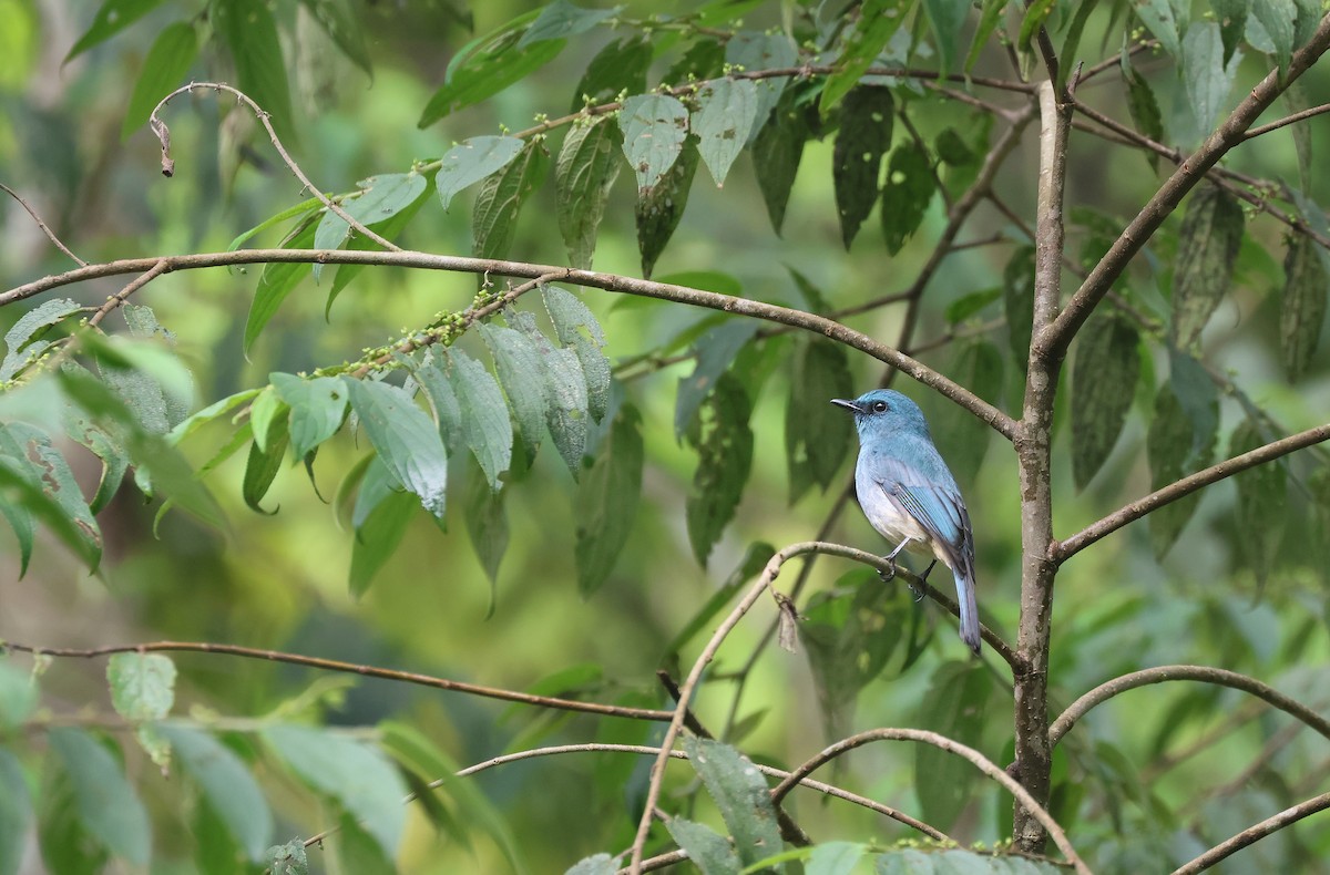Turquoise Flycatcher - ML652383061