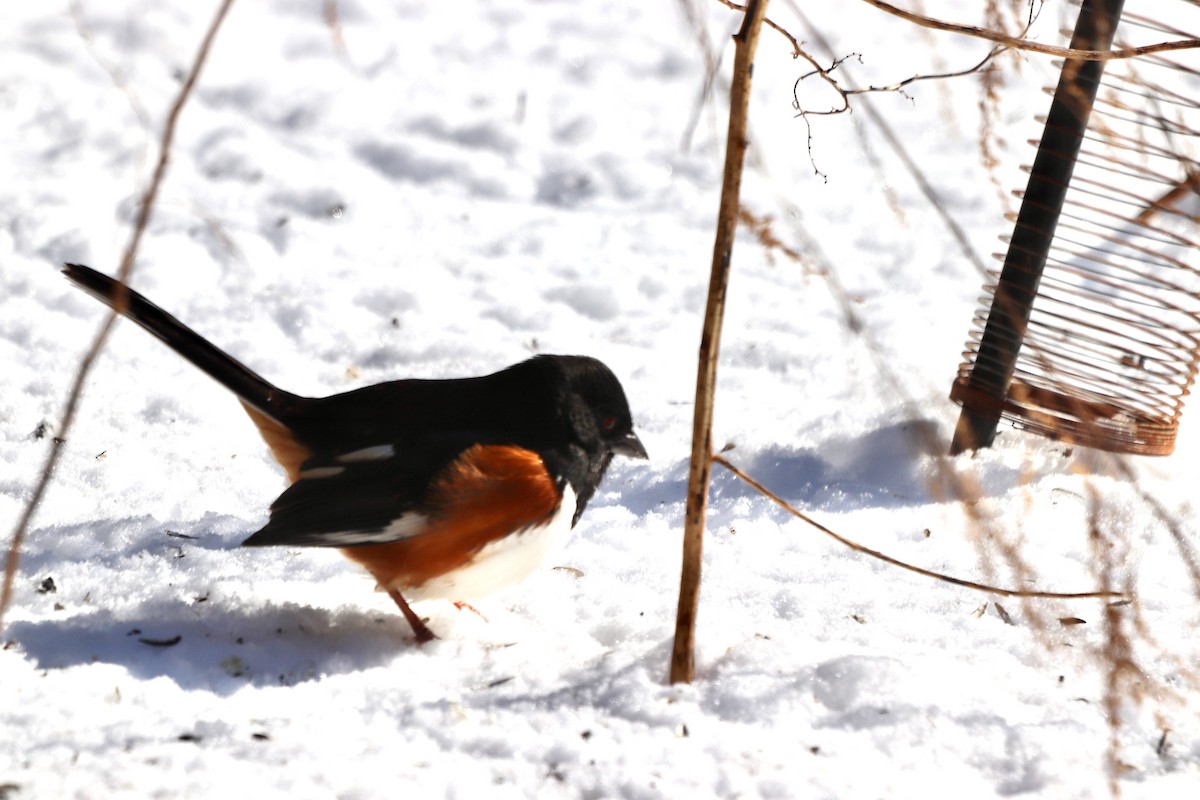 Красноглазый тохи - ML652383077