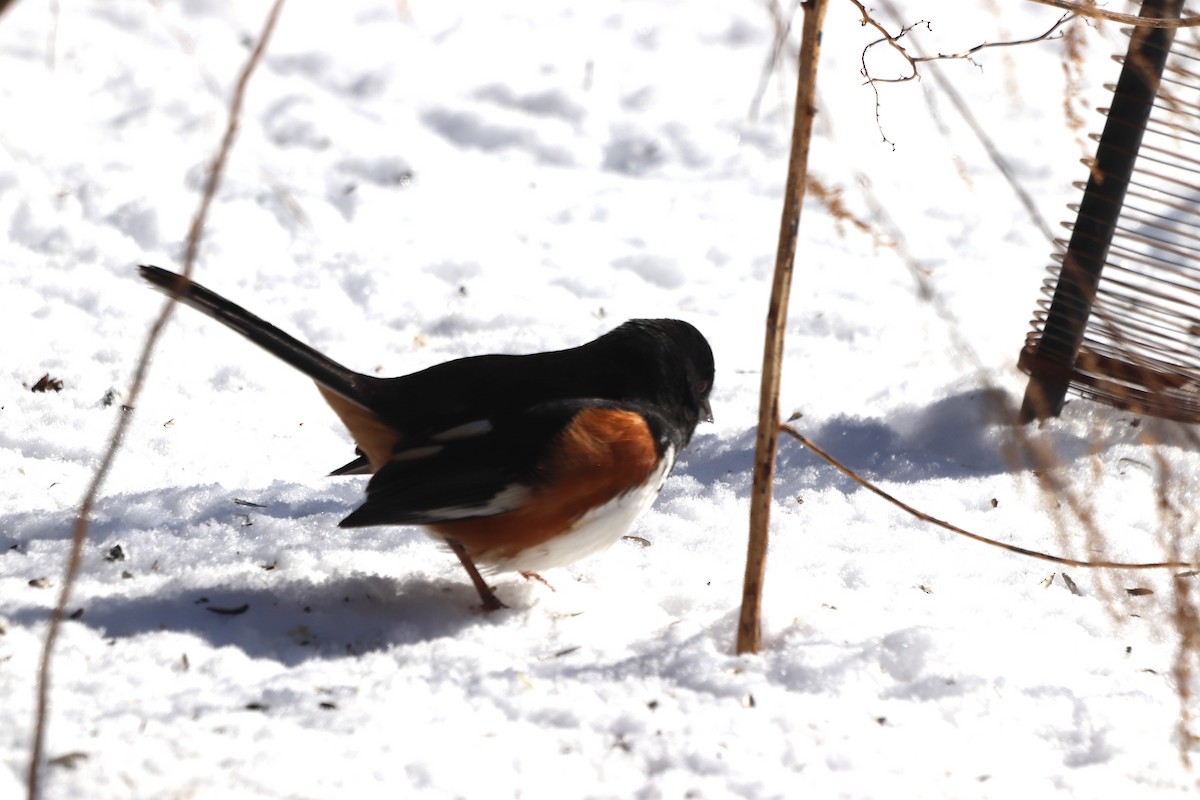 Красноглазый тохи - ML652383078