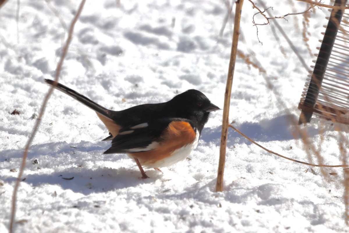 Красноглазый тохи - ML652383079