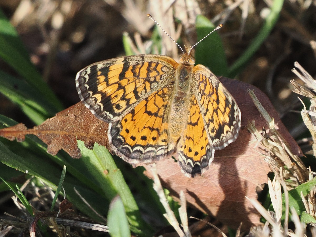 Pearl Crescent - ML652383193