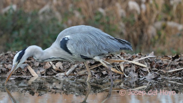 蒼鷺 - ML652383269