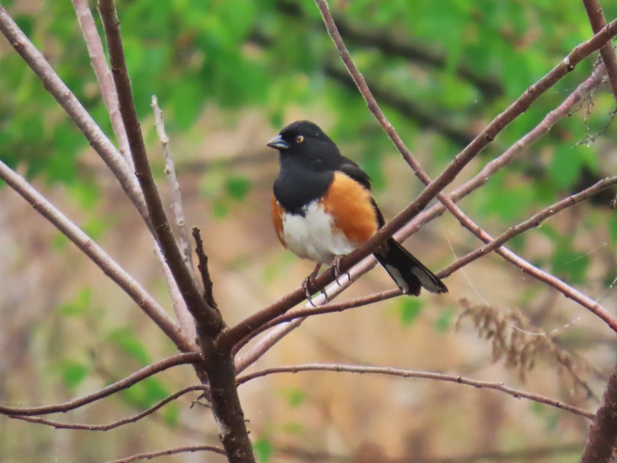 Красноглазый тохи - ML652383308