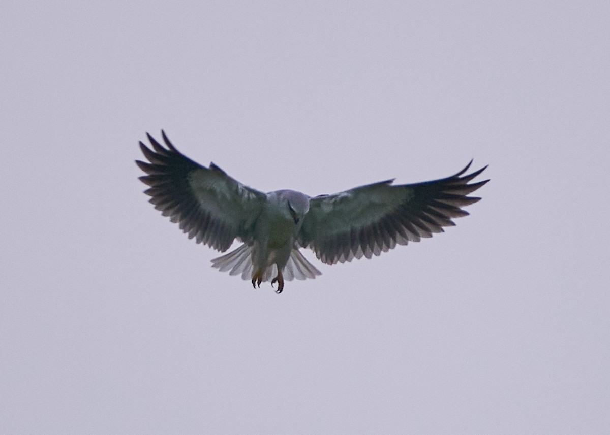 Black-winged Kite - ML652383959