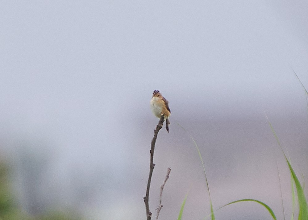 Golden-headed Cisticola - ML652384025