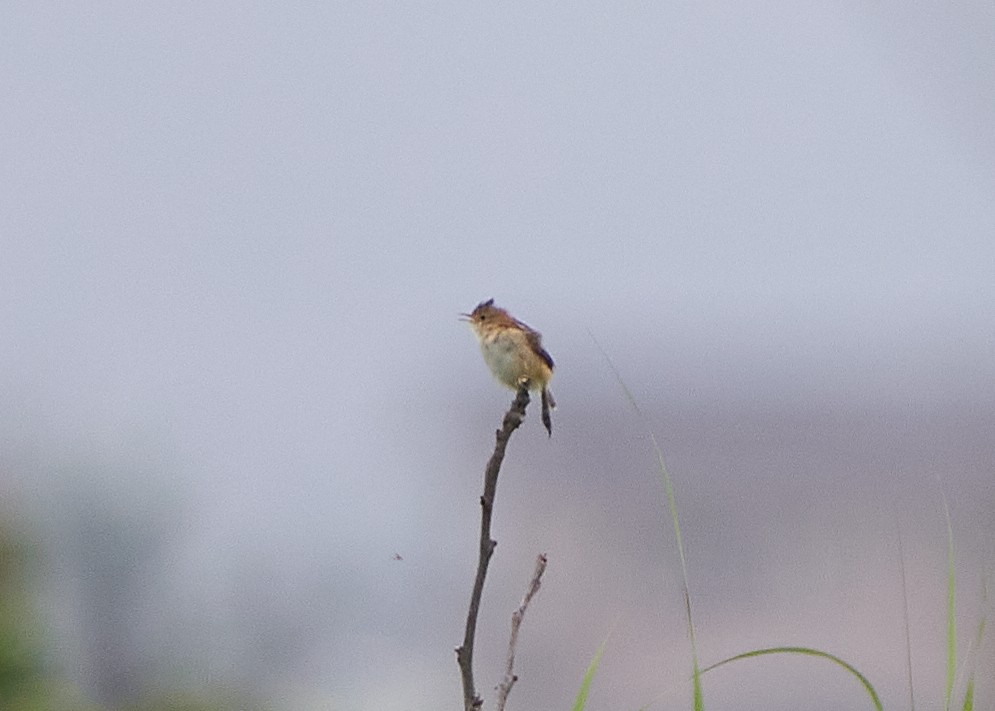 Golden-headed Cisticola - ML652384026