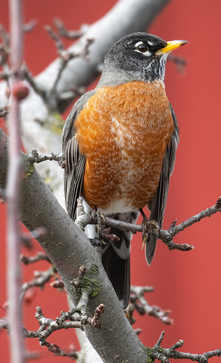 Merle d'Amérique - ML652384118