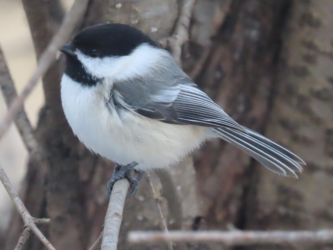 Amerika Baştankarası - ML652384143