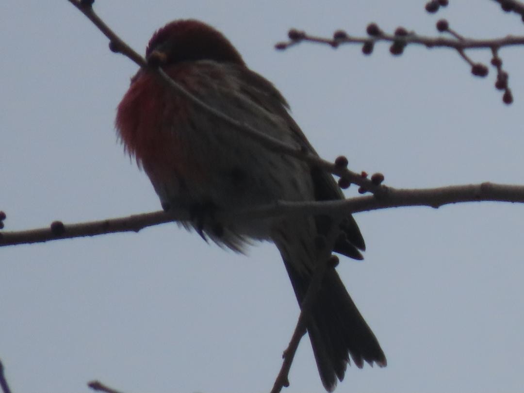 Ev Çütresi - ML652384164