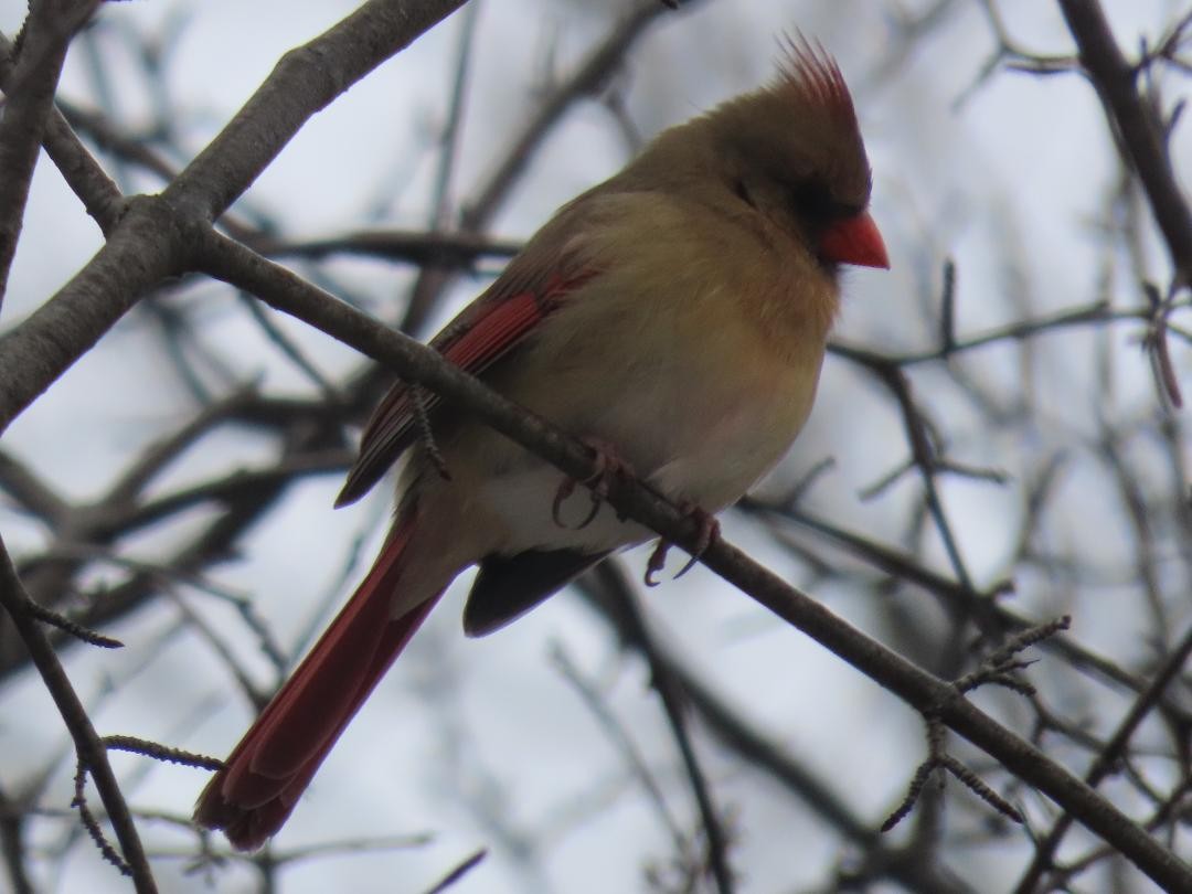 Kırmızı Kardinal - ML652384171