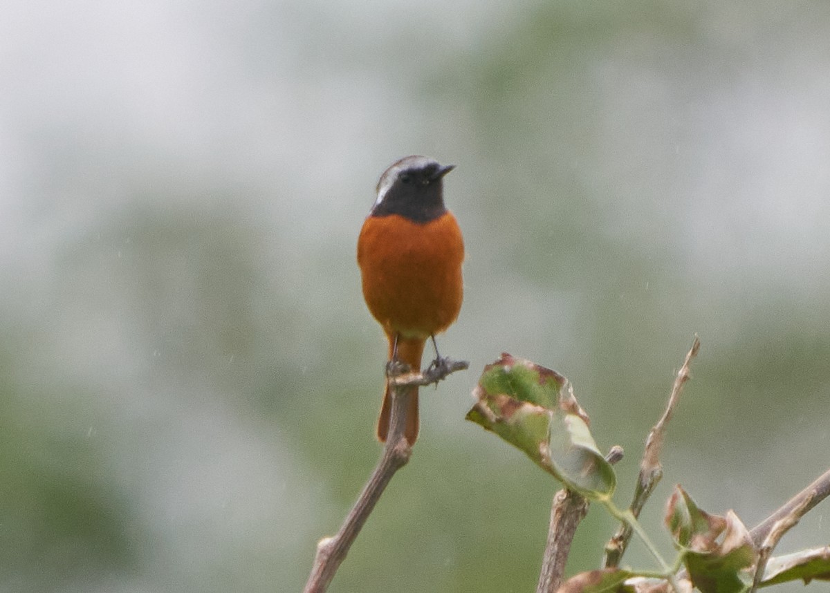 Daurian Redstart - ML652384192
